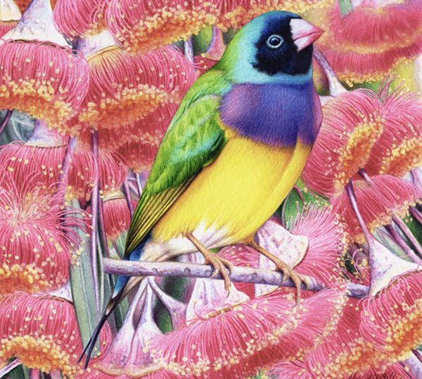 heidi willis_bird artist_gouldian painting_watercolour_gum blossoms