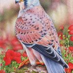 Raptor And Poppies – Miniature In Watercolour commission