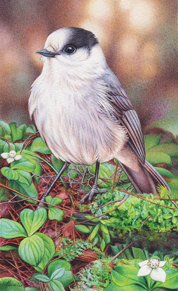 Canada Jay Painting – Miniature In Watercolour Commission