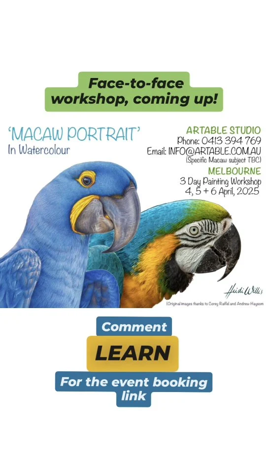 Looking to improve your #painting skills this new year? No fear, there are plenty of opportunities here to help you along your way! I have a 3 day, face to face #paintingworkshop coming up in Melbourne soon, so why not join us to learn all about #birdpainting #realisticwatercolour and the wonderful #macaw subject as our focus. Theres plenty to learn, play with and to enjoy. If youd like the booking link, comment 'LEARN' below and I'll send you the information on this event... The link is also in my bio for you 🙏 Looking forward to it!! 

If you can't make it this time, perhaps you'd like to join me for the HYACINTH MACAW #onlinepainting #tutorial instead. Either way, there's plenty here to get you started and inspired. If this option is for you, check out my courses in my bio to get started. 

#paintedbirds #paintingtutorial #learntopaint #artclass #paintingteacher #paintingclasses #watercolourteacher #watercolour #watercolor